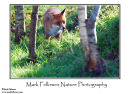 Fox Vulpes vulpes